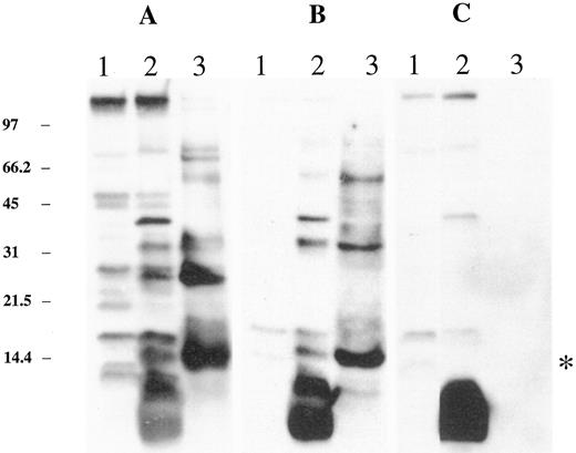 Fig. 9. Proteins detected using polyclonal antiserum against rTIP-B1p. Western blot analysis was performed on three protein pools: 100,000 × g supernatant from bacteria transfected with vector alone (Lane 1 of each panel), 100,000 × g supernatant from IPTG-induced bacteria transfected with clone tip-SN (Lane 2), and a fraction enriched for rTIP-B1p protein (Lane 3). Three types of primary antisera were used to develop the blots: unabsorbed polyclonal anti-rTIP-B1p antiserum (A), anti-rTIP-B1p antiserum following absorption with the 100,000 × g supernatant from vector alone transfected cells (B), and the serum used in B, which was absorbed with purified rTIP-B1p protein (C). *, rTIP-B1p.