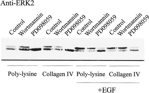 Fig. 3. Analysis of MAP kinase inhibition with PD098059. Cells were treated with vehicle alone (0.1% DMSO), wortmannin (100 nm), or PD098059 (50 μm) before being plated on the respective substrates in the absence or presence of EGF (10 ng/ml). Total cellular protein was obtained as described in “Materials and Methods” and analyzed by Western blot analysis with an ERK2-specific antibody. There was no significant difference between the results obtained from the 30-min incubation and those obtained from the 4-h incubation. The results here are representative of the 30-min incubation period.