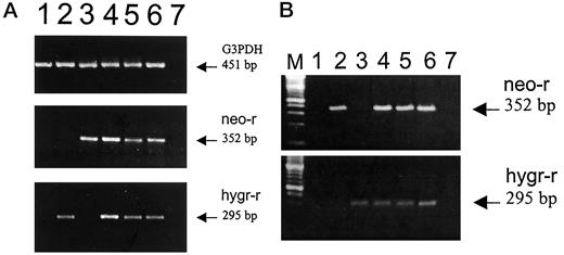 Fig. 1. PCR amplification of antibiotic resistance markers (neo-r or hygr-r) present in clonal derivatives of the LNCaP cell line. A, RT-PCR amplification of glyceraldehyde-3-phosphate dehydrogenase (G3PDH, top panel), neomycin resistance marker (neo-r, middle panel), or the hygromycin resistance marker (hygr-r, bottom panel) from RNAs extracted from parental LNCaP cells (Lane 1), LNCaPbcl-2/neo-r cells (Lane 2), LNCaPhygr-r cells (Lane 3), or from three different clones selected for dual resistance to neomycin and hygromycin (LNCaPn/h-2-4 cells; Lanes 4–6). Lane 7 shows PCR amplification of RNA only (RNA was not reverse-transcribed; negative control). B, PCR amplification of the neomycin (neo-r, top panel) or hygromycin resistance marker (hygr-r, bottom panel) from DNAs extracted from parental LNCaP cells (Lane 1), LNCaPbcl-2/neo-r cells (Lane 2), LNCaPhygr-r cells (Lane 3), or from three different clones selected for dual resistance to neomycin and hygromycin (LNCaPn/h-2-4 cells, Lanes 4–6). Lane 7, PCR amplification of water blank (negative control). Lane M, molecular weight.