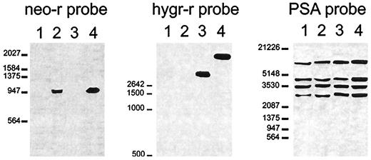 Fig. 2. Southern blot analysis demonstrates the presence of two genetic markers (neomycin and hygromycin resistance) in dual-selected clones of LNCaP cells. DNA was extracted from parental LNCaP (Lane 1), LNCaPbcl-2/neo-r (Lane 2), LNCaPhygr-r (Lane 3), or LNCaPn/h-4 cells (Lane 4). These DNAs were digested with NcoI (left panel) or BamHI (middle and right panels), electrophoresed, and blotted onto a nylon filter. The Southern blots were hybridized with a 32P-labeled cDNA probe for neomycin resistance (neo-r probe, left panel), hygromycin resistance (hygr-r probe, middle panel), or human PSA (PSA probe, right panel) and exposed to X-ray film for autoradiography.