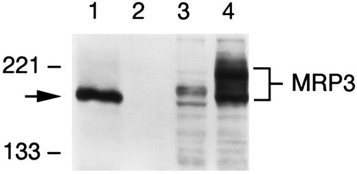 Fig. 1. Immunoblot detection of MRP3 in transfected HEK 293 cells. Cellular lysates of Sf9 cells (100 μg) or membrane preparations of HEK 293 cells (100 μg) were separated by SDS-PAGE, and MRP3 was detected by immunoblotting with polyclonal anti-MRP3 antibody. Lane 1, MRP3 expressed in Sf9 cells; Lane 2, Sf9 cells infected with a control baculovirus; Lane 3; HEK 293 cells transfected with the parental pcDNA3.1 plasmid; Lane 4; HEK/MRP3–5 cells. The locations of protein molecular weight markers are shown to the left. Arrow, MRP3 expressed in Sf9 cells.