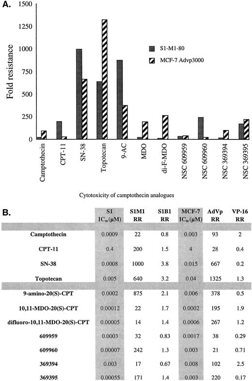 Fig. 5. MXR confers cross-resistance to a variety of camptothecins. A, cross-resistance profiles for the camptothecins tested; relative resistance for MXR-expressing MCF-7 AdVp3000 and S1-M1-80 cells is plotted. Relative resistance is defined as the ratio of the IC50 in the resistant cell line, divided by the IC50 in parental cells. B, IC50 and relative resistance values for the camptothecins in all tested cell lines. The SD for each value is <10%. RR, relative resistance.