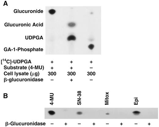 Fig. 7. UGT activity in the S1 human colon cancer cell line was evaluated by TLC (A) using 14C-labeled UDPGA. β-glucuronidase hydrolysis (B) was used to confirm that the products observed were indeed glucuronides. The compounds evaluated include 4-MU (a compound known to be a good substrate for glucuronidation), SN-38, mitoxantrone (Mitox), and epirubicin (Epi). The glucuronides possess similar mobilities on the preparative silica gel plate chromatograms. The radioactivity in the region corresponding to the glucuronides varied, with 4-MU and epirubicin appearing to be the most effective substrates. After 2 h of β-glucuronidase hydrolysis, the radioactivity in the region corresponding to the glucuronides was markedly diminished.