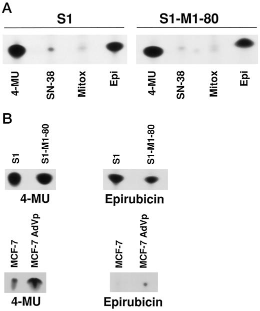 Fig. 8. UGT activity in S1-M1-80 and MCF-7 AdVp3000 cells compared with UGT activity in parental cells. A, TLC assays as described in Fig. 7<$REFLINK> were performed for the four substrates, comparing S1 and S1-M1-80, with no major difference observed. Mitox, mitoxantrone; Epi, epirubicin. B, glucuronide formation in colon cancer cells (S1 and S1-M1-80) for the two best substrates, 4-MU and epirubicin, is compared with that in the breast cancer cells (MCF-7 and MCF-7 AdVp).