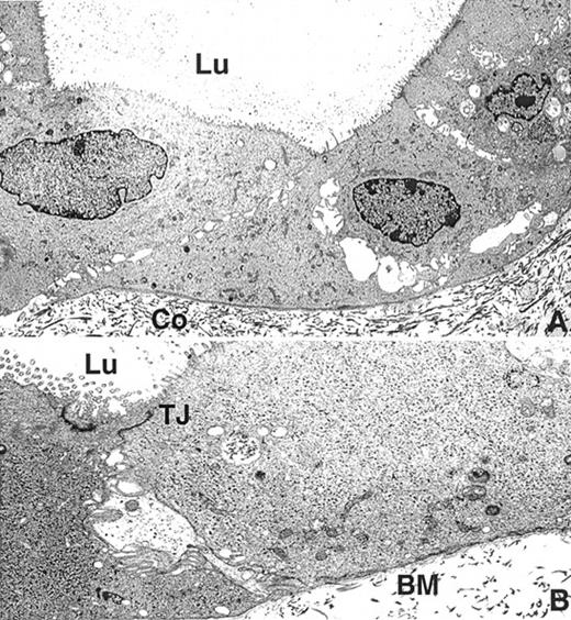 Fig. 1. Transmission electron micrographs of Msh2−/− p53−/− colonocytes grown on collagenous matrix (Co). Note the well-developed lumina (Lu) and the polarization of the cells. Tight junctions (TJ) are also well developed, and a prominent basement membrane (BM) is present. A, ×3200; B, ×8600