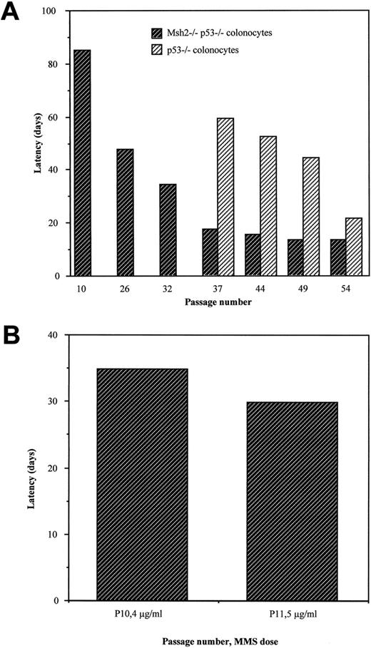 Fig. 2. Spontaneous and MMS-induced s.c. tumor formation by p53−/− and Msh2−/− p53−/− colonocytes. A, latency of tumor formation by p53−/− and Msh2−/− p53−/− colonocytes as a function of passage in culture of the injected cells. Each column represents a group of at least five mice, and the latency time is the mean (in days) before s.c. tumors were palpable in each group. For Msh2−/− p53−/− colonocytes, the incidence of tumor formation was 60% (three of five mice) at P10 and 80–100% at intermediate-late passages (P26–P54). p53−/− colonocytes were nontumorigenic when grown in culture for <35 passages. The incidence of tumor formation was 60% for P37 and 80–100% for P44–P54. B, latency time for tumor formation of p53−/− Msh2−/− colonocytes (P10 or P11) treated with MMS (4 or 5 μg/ml, respectively). Each column represents a group of 10 mice, and the latency time is the mean (in days) before detection of palpable tumors.