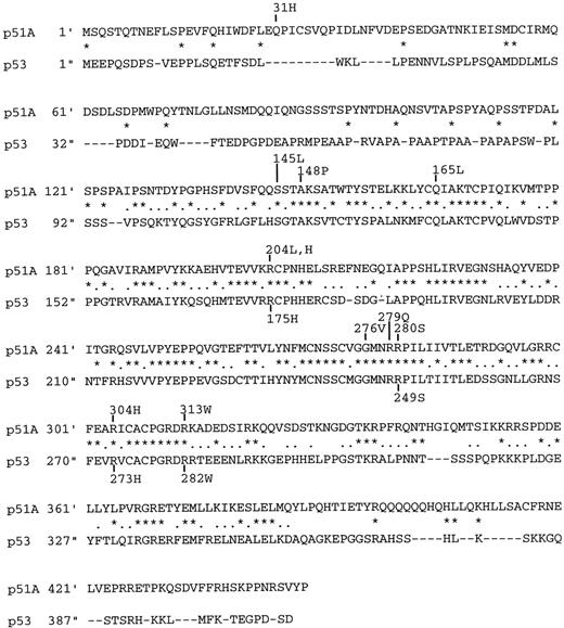 Fig. 1. Missense mutations in p51A/p63γ and p53. The specific sites and substituted residues are shown in the amino acid sequences of p51A/p63γ and p53. ★, an amino acid residue that is conserved between p51A/p63γ and p53;., a similar amino acid residue between the two proteins.