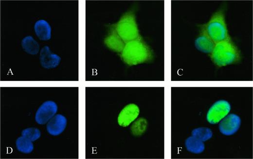 Fig. 6. Fluorescence microscopy of COS-1 cells transfected with a construct containing only eGFP (A–C) or the full-length CTp11 cDNA/eGFP fusion-construct (D–F). DAPI images show cell nuclei (A, D), whereas GFP images show eGFP (B) and cDNA-eGFP (E) distribution. Finally, the merged images of A and B (C) and D and E (F) are represented.