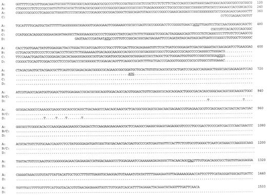 Fig. 1. cDNA sequences representing four different splicing variants of the ING1 gene, designated as variants A, B, C, and D. Variant A 5′ unique sequence is partially present in one of two ING1 sequences in GenBank (accession number AF044076) but extends 406 bp upstream. All variants are identical 3′ to nucleotide 586 (based on variant A numbering) but differ in their 5′ regions, indicating alternative splicing involving the same exon-intron junction. The translational initiation codon (ATG) of each predicted ORF and the shared termination codon are underlined. All nucleotide and amino acid sequences have been deposited in the GenBank (accession numbers AF149721 for variant A, AF149722 for variant B, and AF149723 for variant C).