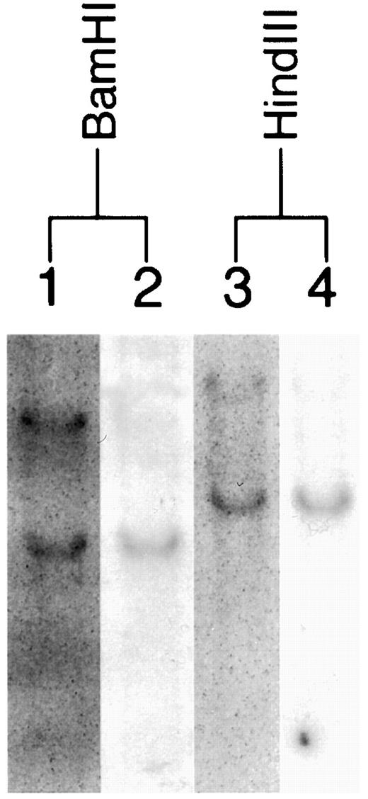 Fig. 4. Southern blot analysis of genomic DNA (BamHI-digested, Lanes 1 and 2; HindIII-digested, Lanes 3 and 4). Using ING1 cDNA (BR11–74d) as a probe (Lanes 1 and 3), two hybridizing DNA species were seen in each digest, one corresponding to the main signal produced by hybridization with the ING1-like cDNA probe (Lanes 2 and 4).