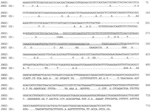 Fig. 5. cDNA sequence comparison between ING2 and ING1 (variant D). Strong homology persists throughout the predicted 129-bp ORF of the ING2 gene (underlined), as well as the 5′ and part of the 3′ untranslated regions. This gene sequence has been deposited in GenBank (accession number AF149724).