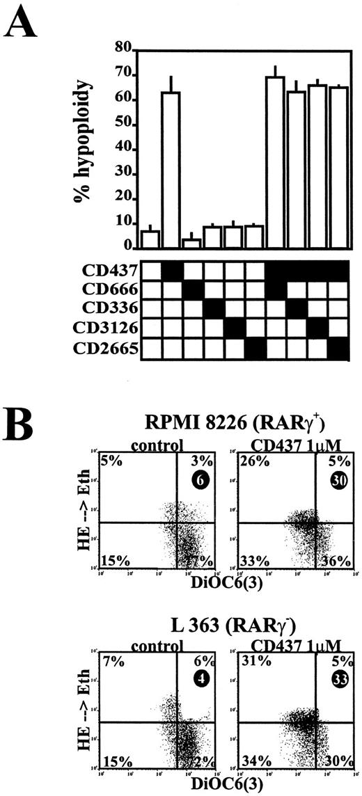Fig. 3. CD437 induces apoptosis through a retinoic acid nuclear receptor-independent pathway. A, RPMI 8226 cells were either treated with the various retinoids tested alone (left column part of the panel) or preincubated for 2 h with CD666 (3 μm), CD336 (3 μm), CD3126 (3 μm) or CD2665(3 μm) before the exposure to CD437 (1 μm). After 12 h, cells were analyzed by flow cytometry for their DNA content. Data represent the percentage of hypoploid cells of three independent experiments (mean ± SD). B, effect of CD437 on L363 cells. L363 cells (a RARγ-negative cell line) as well as RPMI 8226 control cells were cultured in the presence of CD437 (1 μm) for 8 h and submitted to double color-staining with DiOC6(3)/HE for the simultaneous assessment of Δψm and superoxide anion generation. Numbers in dark circles refer to the percentage of hypoploid cells determined by propidium iodide-staining cells from parallel cultures. Results are representative of two independent experiments.