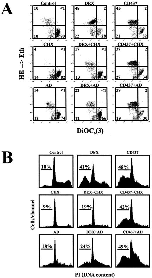 Fig. 4. mRNA and protein synthesis are dispensable for CD437-induced apoptosis. 2B4.11 T cells were cultivated with 1 μm CD437 or 1 μm dexamethasone in the presence of actinomycin D (30 nm) or cycloheximide (1 μm). After 12 h of culture, mitochondrial parameters were assessed by DiOC6(3)/HE staining (A), and DNA hypoploidy was measured (B). Results are representative of three independent experiments.