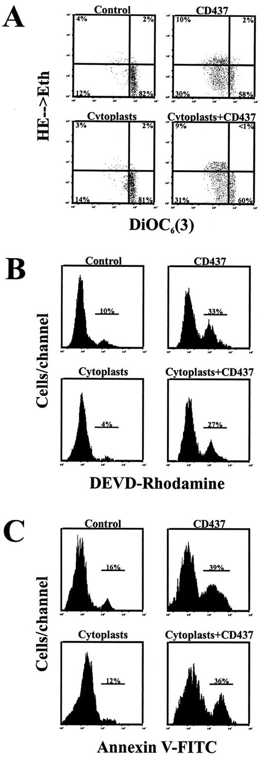 Fig. 5. Induction of apoptosis in CD437-treated cytoplasts. RPMI 8226 cells were enucleated as described in “Materials and Methods.” Anucleate cells (cytoplasts) and control cells were incubated for 2 h in the presence or absence of 3 μm CD437, followed by (A) determination of mitochondrial signs of apoptosis using fluorochromes (DiOC6(3)/HE); (B) detection of DEVDase activity with DEVD-Rhodamine fluorochrome; and (C) determination of the cell surface exposure of phosphatidylserine residues with FITC-Annexin-V. Results are representative of three different experiments.