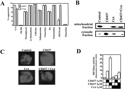 Fig. 6. MPT inhibitors prevent CD437-triggered apoptosis. A, pharmacological inhibition of CD437-induced hypoploidy. RPMI 8226 cells were cultured in the presence of 1 μm CD437 and various inhibitors of MPT: CsA (1 μm); phenylglyoxal (1 mm); 2,3 butanedione (4 mm); BA (50 μm); CMX-Ros (1 μm); trifluoperazine (30 μm); cinnarizine (30 μm); trimetazidine (2mg/ml); or flunarizine (30 μm). FK-506 (1 μm)—an immunosuppressive drug devoid of any MPT activity—and DEVD.cmk (50 μm)—a caspase-3 inhibitor—were also used. After 6 h, Δψm and sub-G1 cells were determined by flow cytometry using DiOC6(3) and propidium iodide, respectively. Results obtained in samples treated with CD437 and the various compounds tested were compared with those obtained after treatment with CD437 alone (45% Δψmlow cells; 29 ± 3% hypoploid cells) and expressed as the percentage of suppression of this control response [% of suppression = 100 (Y − X) ÷ Y, where X and Y correspond to the observed % of Δψm or sub-G1 cells in the samples treated with CD437 alone (Y) or in association (x).] Results were corrected for the very low amount of spontaneous apoptosis occurring in untreated cells. B and C, release of cytochrome c from mitochondria of intact cells. RPMI 8226 cells were treated for 4 h with CD437 (1 μm) and/or CsA (1 μm). CD437 induces the release of cytochrome c (B, Western blot; C, immunofluorescence) into the cytosol of intact cell. CsA impedes cytochrome c (B, C) leakage from mitochondria of intact CD437 treated-cells. D, CsA blocks CD437-dependent DEVDase activity. After 4 h of incubation with CD437 (1 μm, 3 μm) and/or CsA (1 μm), RPMI 8226 cells were harvested and lysed for fluorimetric detection of caspase activity (DEVDase activity). Data are presented as the average of arbitrary fluorescence units per milligram of protein (±SD).