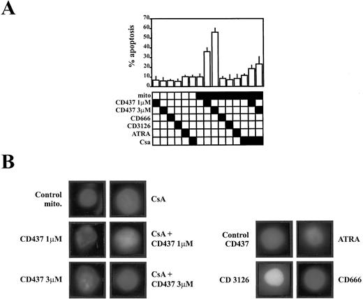 Fig. 7. CD437 induces the release of proapo-ptotic activities in a cell-free system of apoptosis. A, proapoptotic activity in a cell-free system of apoptosis. Mitochondria isolated from BALB/c mice liver were exposed to CD437 (1 μm, 3 μm), ATRA (3 μm), CD666 (3 μm), CD3126 (3 μm), or the combination of CD437 and CsA (1 μm) for 20 min and then ultracentrifuged. The supernatants were tested for apoptosis-inducing activity on isolated HeLa nuclei. In control samples, mitochondria were omitted, and isolated nuclei were directly exposed to the various retinoids and to CsA. After a 90-min incubation period at 37°C, HeLa nuclei were stained with the DNA dye DAPI and were examined by fluorescence microscopy. Two hundred nuclei were counted for each point by two independent experimentators. Results represent the means ± SD of three independent experiments. B, typical morphology of the counted nuclei.