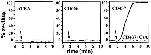 Fig. 8. CD437-induced permeability transition of isolated mitochondria. Permeability transition of isolated mitochondria. Mitochondria from mice hepatocytes were monitored for changes in the absorbance (A540 nm) indicative of mitochondrial swelling. Arrows, CD437 (1 μm or 3 μm) ± CsA (1 μm), ATRA (3 μm), or CD666 (3 μm) were added to mitochondria. One hundred % maximum value was determined as the result of the atractyloside (Atr)-induced drop in A540 nm measured after 5 min of monitoring.