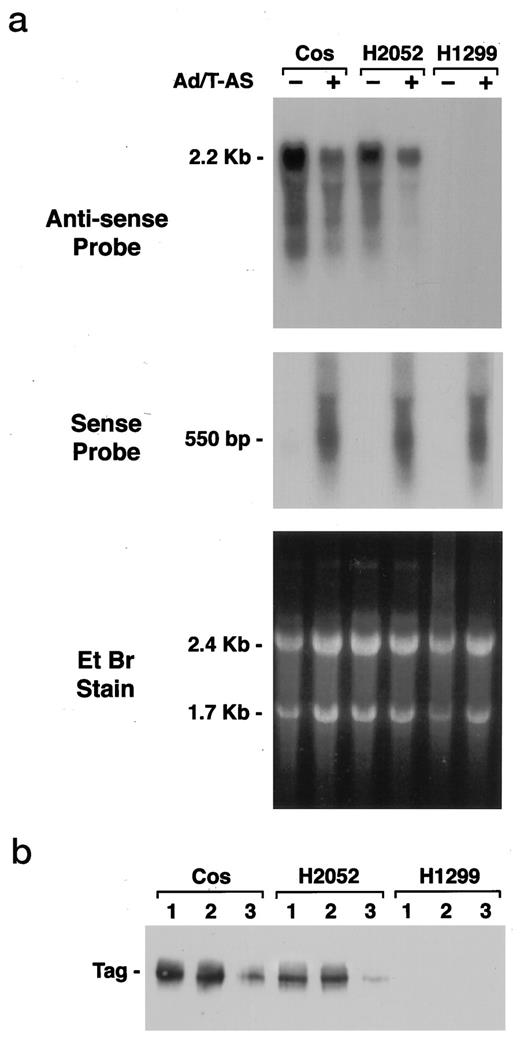 Fig. 3. Transduction of T antigen expressing COS-7 and H2052 mesothelioma cells by recombinant Ad/T-AS leads to a reduction in T/t gene products. A, Northern blot analysis of T/t transcripts in COS, H2052, and H1299 after exposure to normal medium (−) or Ad/T-AS (+). Top panel, a specific reduction in the full-length, 2.2-kb sense message in COS and H2052, as depicted by its hybridization to the 32P-labeled antisense riboprobe. Middle panel, the relative expression levels of the 550-bp antisense transcription from the Ad/T-AS after hybridization to the sense riboprobe. Lower panel, ethidium bromide-stained gel of the total RNA prior to blotting. The 2.4- and the 1.7-kb bands correspond to the 28S and 18S rRNA, respectively. B, immune precipitation, followed by Western blot analysis of T antigen expression in COS, H2052, and H1299 cells after exposure to normal medium, vector control, or Ad/T-AS (Lanes 1, 2, and 3, respectively).