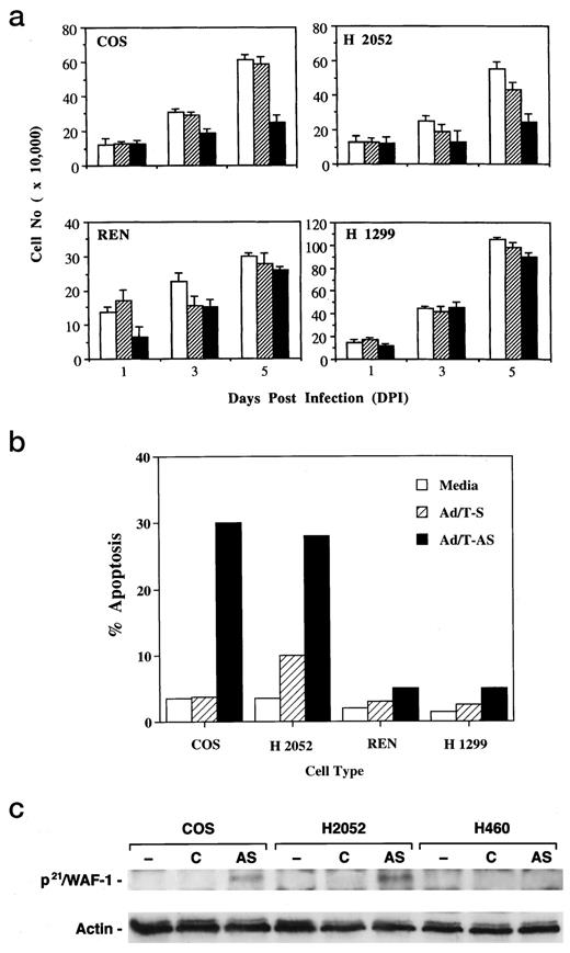 Fig. 4. a, proliferation of COS-7, H2052, REN, and H1299 cells after adenovirus transduction. Approximately 105 cells in triplicate were treated with either medium alone (□, Ad/T-S (), or Ad/T-AS (▪). The total numbers of viable cells were counted at days 1, 3, and 5 after infection; bars, SD. b, Apo-BrdU analysis of mesothelioma cells exposed to medium alone (□, Ad/T-S (), or Ad/T-AS (▪). c, Western blot analysis of p21/WAF-1 expression in mesothelioma cells after infection with Ad/T-AS virus. Total protein lysates from COS-7, H2052, and H460 cells (all containing wt p53) were prepared 48 h after exposure to medium alone (−) vector control (C) or Ad/T-AS virus (AS). Western analysis with mouse monoclonal antibodies specific to p21/WAF-1(top panel) and β-actin (lower panel) revealed a clear induction of p21 expression in COS-7 and H2052 cells but not H460 cells after infection with AdT-AS.