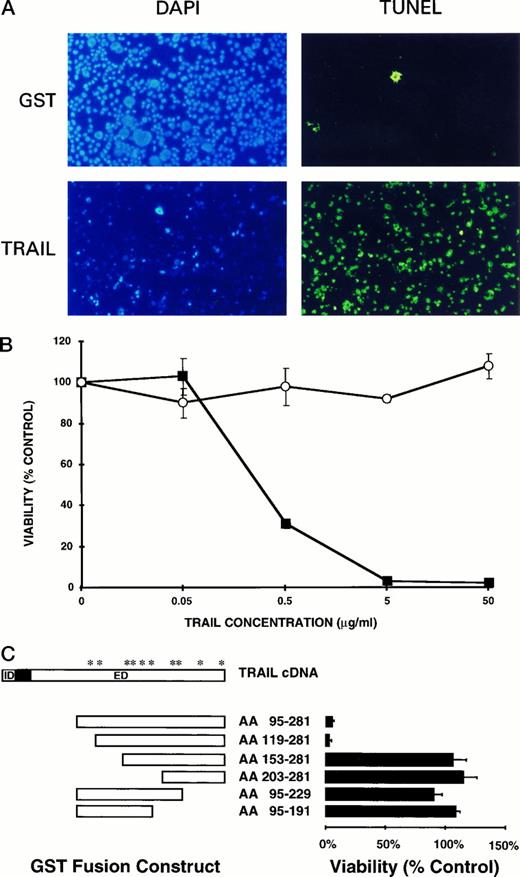 Fig. 1. GST-TRAIL fusion proteins induce apoptosis. A, MDA-MB-231 cells were treated for 16 h with GST at 25 μg/ml (upper panels) or GST-TRAIL at 25 μg/ml (lower panels). DAPI stain demonstrating nuclear morphology (left panels) and TUNEL assay demonstrating apoptotic nuclei (right panels) are shown. B, dose-response curve of TRAIL. MDA-MB-231 cells were treated with increasing concentrations of GST-TRAIL amino acids 95–281 fusion protein (▪) or GST alone (○). Viability was measured by MTT assay, and values are given as a percentage of untreated control cells. Data are the averages for quadruplicate results from a representative experiment; bars, SD. C, deletion analysis of TRAIL function. GST-TRAIL extracellular domain fusion proteins (schematic shown on left) were tested for their ability to induce apoptosis in MDA-MB-231 cells at a concentration of 25 μg/ml. TRAIL amino acid sequences with homology to other TNF family members including murine TRAIL, human Fas ligand, and human TNF are demonstrated (*). Cell viability was measured by MTT assay (right side), and values are given as a percentage of control cells. Data are the averages for quadruplicate results from a representative experiment; bars, SD. ID, intracellular domain; ED, extracellular domain; AA, amino acid.
