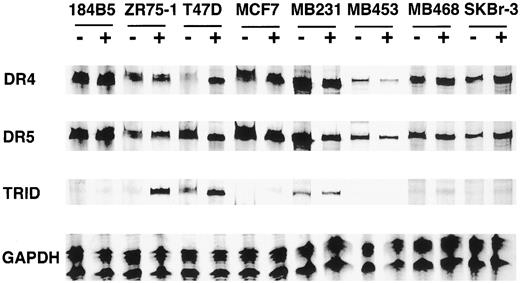 Fig. 6. Expression of DR4, DR5, and TRID in breast cell lines treated with doxorubicin. Expression of DR4, DR5, and TRID was assessed by RNase protection assay in breast cell lines incubated for 16 h in the absence (−) or presence (+) of doxorubicin (5 μm). GAPDH, glyceraldehyde-3-phosphate dehydrogenase.