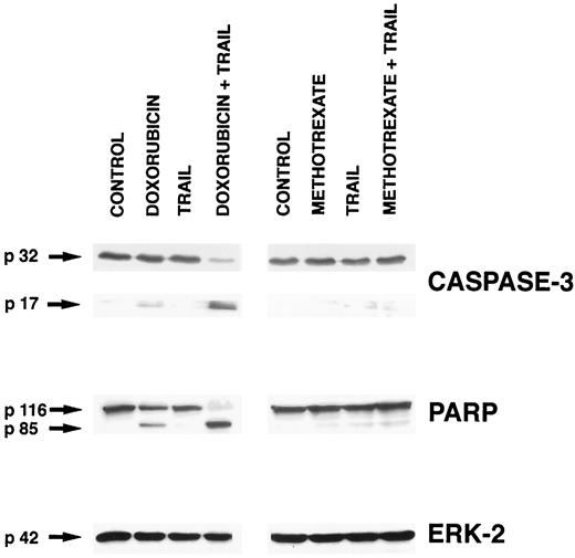 Fig. 8. Western blot analysis of caspase-3, PARP, and ERK-2 expression in MDA-MB-453 cells treated for 16 h with TRAIL, doxorubicin or methotrexate, and the combination of doxorubicin or methotrexate and TRAIL. Upper panel, uncleaved caspase-3 (p32) and the caspase-3 cleavage product (p17). Middle panel, uncleaved PARP (p116) and cleaved PARP (p85). Lower panel, no cleavage of ERK-2 (p42).