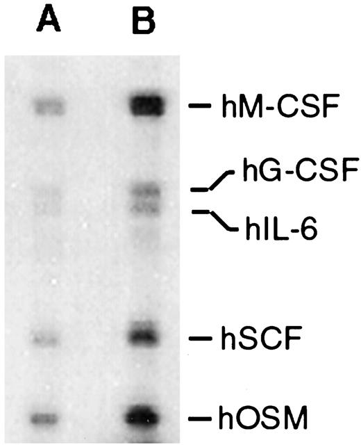 Fig. 6. Induction of human hematopoietic cytokines after exposure of HUVEC cells to VEGF. HUVEC cells were exposed to 0 (A) or 10 ng/ml (B) recombinant human VEGF for 72 h and total cellular RNA isolated. An RNase protection assay was carried out using a human cytokine template set hCK-4.