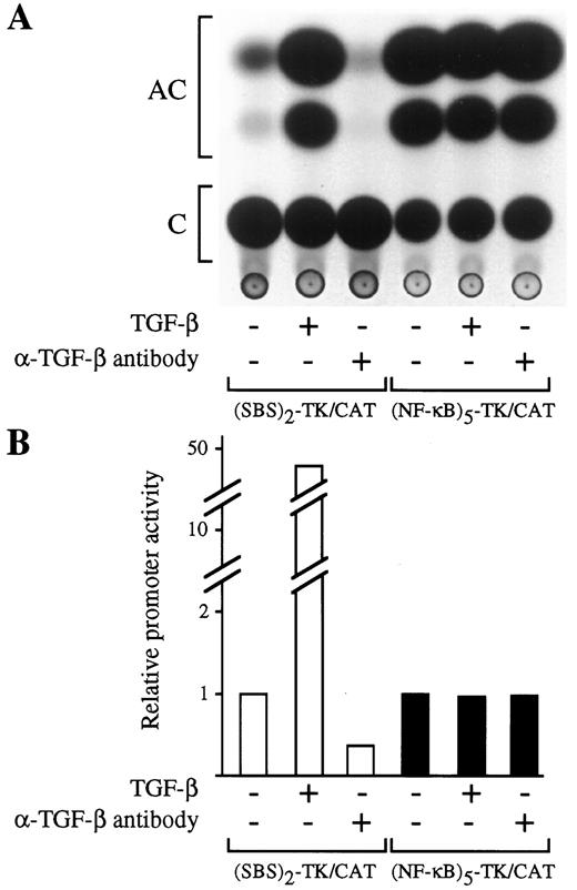 Fig. 1. Autocrine activation of (SBS)2-TK/CAT constructs by melanoma-derived TGF-β. A, CAT assays using the (SBS)2-TK/CAT construct transfected into 1205-LU melanoma cells were carried out in the presence and absence of exogenous TGF-β and of a pan-TGF-β neutralizing antibody as indicated. To account for nonspecific effects of the TGF-β antibody, a plasmid [(NF-κB)5-TK/CAT] that is not regulated by TGF-β was used. C, [14C]chloramphenicol substrate; AC, acetylated [14C]chloramphenicol. B, quantitative representation of the results shown in A. Results shown represent one of three experiments showing similar results, i.e., inhibition of basal (SBS)2-TK-CAT transcription by the neutralizing antibody to TGF-β ranging from 40 to 70% as compared with control cells grown in the absence of either exogenous TGF-β or TGF-β neutralizing antibody.