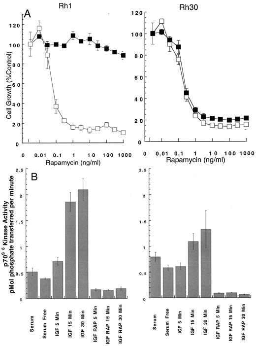 Fig. 1. Inhibitory effect of rapamycin and effect of IGF-I on Rh1 (left) and Rh30 (right) RMS cells. A, rapamycin sensitivity. Cells were seeded and allowed to attach overnight, washed, and cultured in serum-free N2E in medium containing serial concentrations of rapamycin with (▪) or without (□) addition of IGF-I (10 ng/ml) for 7 days. Growth was assessed by lysing cells and counting nuclei. Data points, percentages of control. Cell number for control Rh1 cells was 1.74 × 105, and that for Rh30 was 5.7 × 105. B, activation of p70S6K by IGF-I is blocked in Rh1 (left) and Rh30 (right) by rapamycin. Cells were serum-starved overnight and then stimulated with IGF-I (10 ng/ml) without or with preincubation for 15 min with rapamycin (100 ng/ml). Ribosomal p70S6K assays were performed on immunoprecipitates derived from 3 × 106 cells. Columns, means for four determinations; bars, SD. A representative experiment is shown.