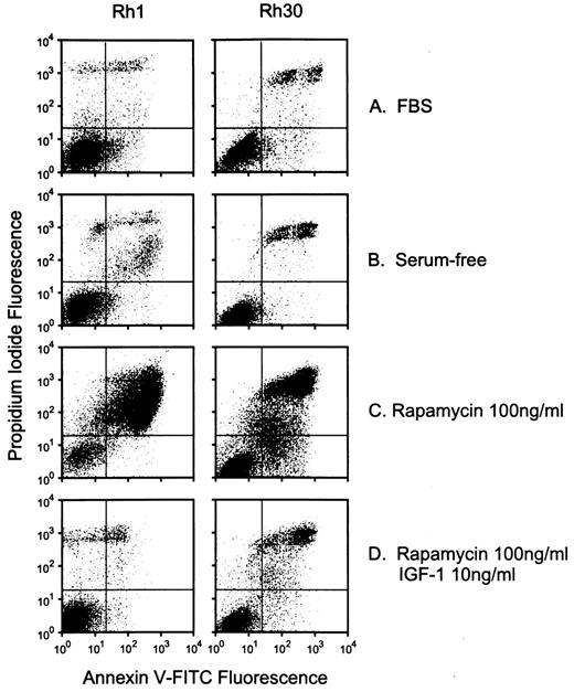 Fig. 2. Rapamycin induces apoptosis that is blocked by IGF-I. Rh1 (left) and Rh30 (right) cells were grown under serum-containing (FBS) or serum-free (N2E) culture conditions supplemented with rapamycin (100 ng/ml) or rapamycin plus IGF-I (10 ng/ml). Cells were harvested after 6 (Rh1) or 4 days (Rh30), and apoptosis was measured by the ApoAlert method. Cells were analyzed by fluorescence-activated cell sorting for annexin-V-FITC and propidium iodide fluorescence.