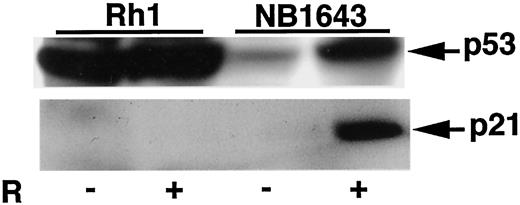 Fig. 3. Rh1 cells have abrogated p53 function. The function of p53 was determined by induction of p53 and p21cip1 4 h after 10 Gy of ionizing radiation (designated R, Lanes +). Cell lysates were prepared and analyzed by Western blot as described in “Materials and Methods.” The human neuroblastoma cell line, NB-1643, was used as a wild-type control for p53 function.