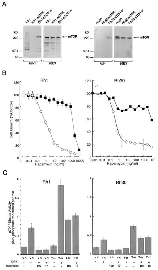 Fig. 4. RMS clones expressing mutant mTOR-rr (S2035→I2035) are resistant to rapamycin-induced growth inhibition and apoptosis. Rh1 (left) and Rh30 (right) were transfected with pcDNA3 plasmids encoding mTOR-rr or empty vector (Rh1 pcDNA, Rh30pcDNA) and selected for resistance to G418. A, stable clones were characterized by Western blot analysis using anti-AU1 monoclonal antibody directed to the NH2-terminal epitope tag or using 26E3 monoclonal antibody specific for mTOR. B, rapamycin sensitivity of mTOR-rr (▪) and vector (○) transfected Rh1 and Rh30. Clones were exposed to rapamycin under serum-free conditions as described in Fig. 1<$REFLINK>. Data points, cell numbers, determined after 7 days (n = 3); bars, SD. C, IGF-I (10 ng/ml) stimulation of p70S6K activity in vector controls (VC) and mTOR-rr (T-rr)-expressing clones without rapamycin or with pretreatment for 15 min with 10 or 100 ng/ml rapamycin. Columns, mean values (n = 3); bars, SD.