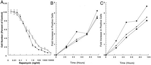 Fig. 5. Growth inhibition and induction of apoptosis in Rh1pcDNA3 following rapamycin treatment for 1 h or continuous exposure. A, growth-inhibitory effect of rapamycin on Rh1/pcDNA (vector control) cells exposed for 1 h (□) or continuously for 7 days (▪). Cells were seeded and allowed to attach overnight, washed, and cultured in serum-free N2E in medium. Growth was assessed by lysing cells and counting nuclei, as described in Fig. 1<$REFLINK>. Data points, means (n = 3) for a representative experiment; bars, SD. B and C, time course for induction of apoptosis in Rh1/pcDNA cells treated with rapamycin: B, continuous exposure; C, 1-h exposure. Cells were seeded and allowed to attach overnight, washed, and cultured in serum-free N2E in medium. Cells were exposed to rapamycin continuously or for 1 h and then washed extensively. Apoptosis was determined at various times by ApoAlert assay as described in Fig. 2<$REFLINK>. •, annexin V-positive, propidium iodide-negative; ▪, annexin V-positive, propidium iodide-positive; ▾, sum of all annexin V-positive cells. Data points, fold increases in each population over the appropriate untreated control (no drug) at the same time point.
