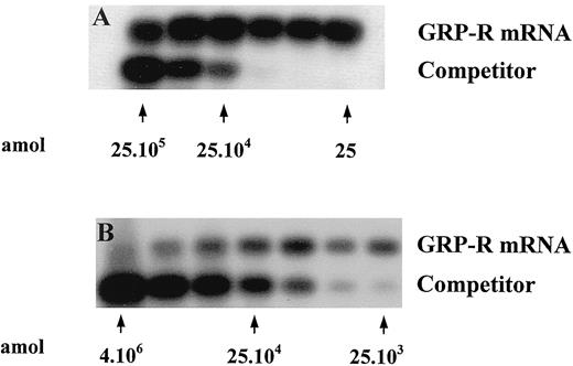 Fig. 1. RT-competitive PCR amplification of the GRP-R mRNA in Isreco1 (A) and Lovo E2 (B) cell lines. The reverse-transcription product of 1 μg of total RNA was coamplified with decreasing concentrations of the competitor. The PCR product was blotted and hybridized with a specific 32P-labeled oligonucleotide. The two signals correspond to the GRP-R cDNA (584 bp, top signal) and the competitor (470 bp, bottom signal). Different amounts of competitor in reaction tubes are indicated (in amol). Equal intensities of the hybridization signals represent equal starting amounts of GRP-R cDNA and competitor in the PCR. The blots are representative of five separate experiments.