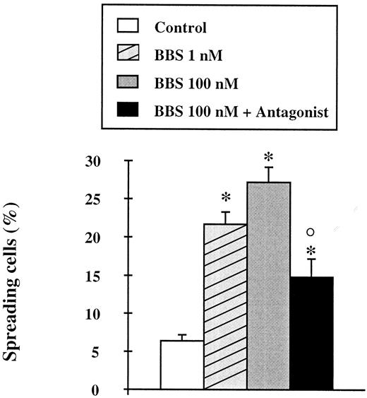 Fig. 5. Effect of bombesin (BBS) on the percentage of spreading Isreco1 cells at 24 h. Cells (5 × 104/well) were seeded in 24-well plates in the presence or absence of 10−9 m and 10−7 m bombesin. Spreading and nonspreading cells were counted independently after 24 h of culture. The antagonist (d-Phe6,Cpa14,ψ13–14)Bn6–14 was used at a concentration of 10−6 m. Columns, means of six separate experiments, each performed in quadruplicate; bars, SE. ∗, significantly different from control; ○, significantly different from 10−7 m bombesin.