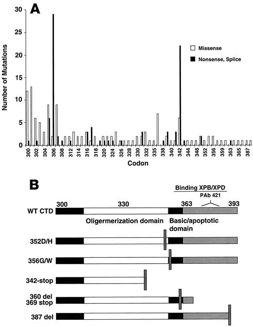 Fig. 1. Mutational spectrum found in p53 CTD (A) and p53 CTD and tumor-derived p53 CTD mutants used in this study (B). p53 CTD can be subdivided into three regions: flexible linker (residues 300–320), oligomerization domain (320–360), and basic domain (363–393). Mutant 352D/H was derived from an esophageal squamous cell carcinoma, 356G/W from an endometrial carcinoma of uterus, and 387-del from a bladder carcinoma. The 342-stop mutation occurred in several different cancer types. A 1-bp deletion at 360 was found in hereditary, nonpolyposis colorectal cancer, which created a new stop codon at residue 369, altered seven amino acids, and truncated the last 25 amino acids.