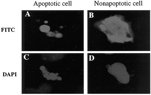 Fig. 2. Induction of apoptosis in LFS fibroblasts (p53 null) by WT-p53. p53 protein was stained with CM-1 antibody (FITC), and nuclei were stained with 4′,6-diamidino-2-phenylindole (DAPI). Apoptotic cells showed a smaller size, condensed nuclei, and chromatin when compared with the nonapoptotic cells.