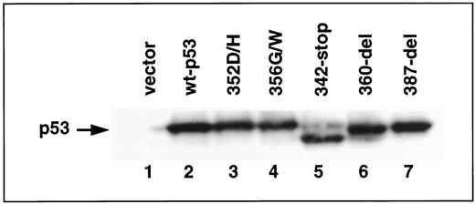 Fig. 4. Western blot of extracts from p53-null LFS fibroblasts transfected with wild-type (wt-p53) and CTD-mutated p53. The similar levels of p53 expression are shown. Truncated protein representing the 342-stop mutant can be seen by smaller size.