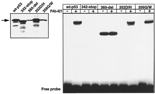 Fig. 6. A, p53 proteins translated in vitro. The different 35S-methionine-labeled proteins were run in a SDS-PAGE. The arrow points to the p53 expected proteins. B, sequence-specific DNA binding affinity of in vitro-translated wild-type p53 (wt-p53) and CTD mutants. DNA-binding activities of in vitro-translated p53 proteins are enhanced by the PAb-421 antibody. Oligonucleotides containing the p53 consensus binding sequence was used. 342-stop is not able to bind the p53 responsive element, and 360-del shows spontaneous bingeing activity with or without PAb-421 antibody.