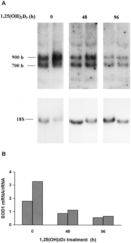 Fig. 4. The effect of 1,25(OH)2D3 on Cu/Zn SOD mRNA levels in MCF-7 cells. Cells were treated for 48 and 96 h with 1,25(OH)2D3 (100 nm). Total RNA was subjected to Northern blot analysis with specific probes to Cu/Zn SOD mRNA and 18S rRNA as described in “Materials and Methods.” A, autoradiogram of the Northern blots. The results from two parallel independent cultures are presented for each treatment group. B, quantification of mRNA levels by normalization with rRNA levels as assessed by laser densitometry.