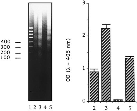 Fig. 5. Assessment of DNA fragmentation in C15 cells treated with a CD95 agonist (7C11). Left panel, agarose gel separation of apoptotic DNA fragments. Right panel, detection of oligonucleosomes by an ELISA (absorbance of the peroxidase substrate was read at 405 nm); the values are presented as the mean of triplicate determinations; bars, SD. Lane 1, DNA molecular weight markers; Lane 2 and column 2, C15 cells (5 × 10 5/well in a 24-well plate) in short-term culture for 14 h with control IgM; Lane 3 and column 3, C15 cells in short-term culture for 14 h with the CD95 agonist, 7C11 (100 ng/ml); Lane 4 and column 4, Jurkat cells incubated in the same conditions with control IgM; Lane 5 and column 5, Jurkat cells incubated with the 7C11 antibody (100 ng/ml).