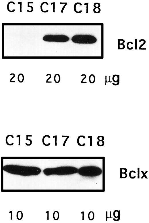Fig. 8. Bcl-2 and Bcl-x synthesis in NPC tumor lines. The polyclonal antibody used to detect Bcl-x recognized both the large and the small forms of the protein. Only the large form (Bcl-xL) was detected. On a longer exposure, a faint Bcl-2 band was detected in C15 material.
