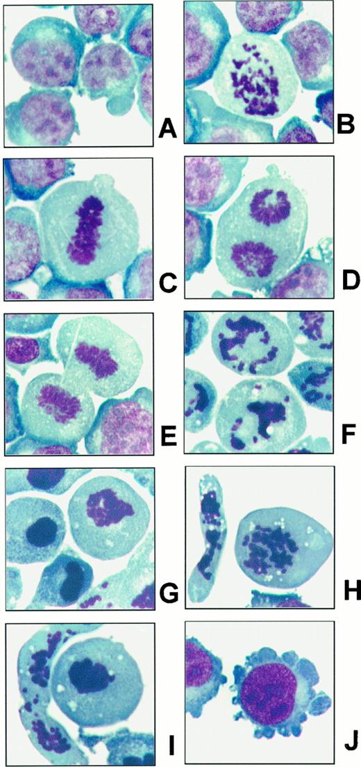 Fig. 1. Similarity between arsenic-induced changes in myeloid cells and the effects of antitubulin drugs. Wright-Giemsa stain shows that most untreated K562 cells are in interphase (A), and about 1–2% of the cells are in different mitotic stages, such as prophase (B), metaphase (C), telophase (D), or cytokinesis (E). K562 cells show a prophase-like morphology when treated with Taxol (F; 50 ng/ml) and condensed mitotic nuclei when treated with Colcemid (G; 50 ng/ml). As2O3 (2.5 μm) treatment induces morphological changes resembling the effects of both Taxol (H) and Colcemid (I). PMA-differentiated K562 cells remain unchanged after As2O3 (2.5 μm) treatment (J).