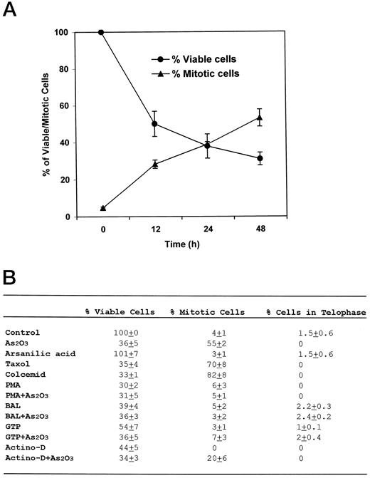 Fig. 2. Arsenic-induced mitotic block of myeloid cell proliferation. A, time-dependent mitotic arrest induced by As2O3. K562 cells were incubated with As2O3 (2.5 μm) for 12, 24, and 48 h. Total cell viability was determined by trypan blue staining, and the mitotic cell count was evaluated with Wright-Giemsa stain. Data are presented as the mean ± SD percentages of three experiments. B, As2O3 inhibits cell from entering telophase. Cells were treated with As2O3 (2.5 μm), arsanilic acid (200 μm), Taxol (50 ng/ml), Colcemid (50 ng/ml), PMA (10 ng/ml), BAL (20 ng/ml), GTP (250 μm), and actinomycin D (1 μg/ml), alone or in various combinations. The numbers of viable cells, mitotic cells, and cells in telophase were determined as described above. Data are presented as the mean ± SD percentages of three experiments.