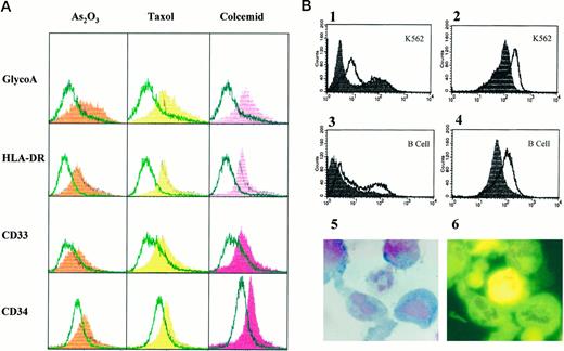 Fig. 3. Arsenic induces the expression of myeloid maturation and apoptotic markers. A, expression of glycophorin A, HLA-DR, CD33, and CD34. K562 cells were treated with As2O3 (2.5 μm), Taxol (50 ng/ml), and Colcemid (50 ng/ml) for 6 h. The expression of myeloid or erythroid markers was determined by flow cytometry. Data are expressed in overlays of control (blank) and treated (colored) histograms. B, expression of apoptotic markers. K562 cells and transformed B cells were treated with As2O3 as described above for 12 h. Cells were stained with FITC-conjugated annexin V (1 and 3) or PI (2 and 4). Data are expressed as the overlays of control (solid) and treated (blank) histograms. Micrographs of As2O3-treated cells stained with Wright-Giemsa (5) and FITC-conjugated annexin V (6) are also shown.