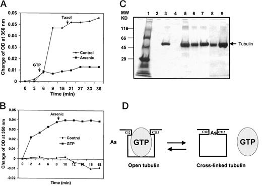 Fig. 4. Arsenic inhibits GTP action on tubulins in vitro. Monomeric tubulin was incubated in vitro, and the formation of microtubules was determined by measuring A350 nm. A, pretreatment of tubulins with As2O3 inhibits GTP-induced microtubule formation. Monomeric tubulin (5 mg/ml) was incubated with or without As2O3 (1 mm) for 30 min at 4°C. Polymerization of tubulins was measured at room temperature after adding GTP (1 mm) and Taxol (20 μg/ml) at indicated time. B, arsenic does not directly compete with GTP binding to tubulins. Monomeric tubulin (5 mg/ml) was incubated with or without GTP (1 mm) for 30 min at 4°C. Polymerization of tubulins was measured at room temperature. Arsenic (1 mm) was then added at the indicated time. C, arsenic stabilizes the monomeric form of tubulin. Monomeric tubulin was incubated overnight with control buffer (Lanes 2 and 3), Taxol (20 μg/ml; Lanes 4 and 5), As2O3 (0.1 mm;Lanes 6 and 7), or Colcemid (10 μg/ml; Lanes 8 and 9). Polymerized microtubules and monomeric tubulin were separated by centrifugation. After denaturing, the amount of monomeric tubulin (Lanes 2, 4, 6, and 8) and polymerized tubulins (Lanes 3, 5, 7, and 9) was visualized by SDS-PAGE (Lane 1, molecular weight marker). D, noncompetitive binding of arsenic and GTP to tubulin. The diagram shows a proposed model for the interaction between arsenic, GTP, and tubulin. Tubulin protein contains a pair of vicinal cysteine residues (Cys-12 and Cys-213) that are close to the GTP binding site. The normal dynamic changes from tubulin to microtubule require GTP binding. In opened tubulin, these two cysteines may be cross-linked by arsenic and result in the blockage of GTP binding. If GTP binds tubulin first, the arsenic binding can be prevented.