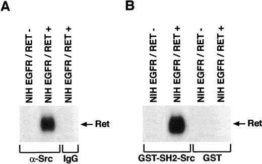 Fig. 3. A, in vivo association of activated Ret proteins and Src kinase. The cells were (NIH EGFR/RET +) or were not (NIH EGFR/RET −) stimulated with EGF and harvested. Their lysates were immunoprecipitated either with preimmune rabbit serum (Lane 3, left to right) or with anti-Src antibody (Lanes 1 and 2) and subjected to immunoblotting with anti-Ret antibody. Arrow, the migration of the EGFR/Ret protein. B, in vitro binding of activated Ret proteins to the SH2 domain of Src. Lysates from unstimulated (NIH EGFR/RET −) and EGF stimulated (NIH EGFR/RET +) NIH EGFR/Ret cells were incubated either with GST-SH2-Src (Lanes 1 and 2, left to right) or with GST proteins immobilized on glutathione-agarose beads (Lanes 3 and 4). Proteins were separated on a SDS-7.5% polyacrylamide gel under reducing conditions and subjected to immunoblotting with anti-Ret antibodies. These results are typical and representative of at least three independent experiments.