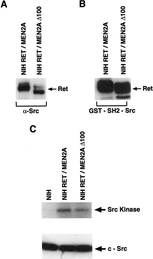 Fig. 4. A, in vivo binding of Ret/MEN2A Δ100 mutant to Src kinase. NIH cells expressing RET/MEN2A and the mutant RET/MEN2A Δ100 were harvested. Proteins were immunoprecipitated with anti-Src antibody and immunoblotted with anti-Ret antibodies. B, in vitro binding of RET/MEN2A Δ100 mutant to Src kinase. Cell lysates of NIH3T3 cells expressing RET/MEN2A and RET/MEN2A Δ100 were incubated with purified GST-SH2-Src protein. Bound proteins were eluted with SDS sample buffer, subjected to electrophoresis in a SDS 7.5% polyacrylamide gel, and immunoblotted with anti-Ret antibody. Arrow, the migration of the receptor. C, Src kinase activity in NIH3T3 cells expressing the RET/MEN2A Δ100 mutant. Cells expressing RET/MEN2A and RET/MEN2A Δ100 were harvested, and cellular proteins were immunoprecipitated with the anti-Src antibody. The immunoprecipitates were subjected to either kinase assays (top) or Western blot analysis (bottom) as described in “Materials and Methods.”