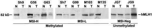Fig. 4. Western blotting analysis of hMLH1 expression in hypermethylated and unmethylated primary gastric cancers. The hMLH1 protein band is indicated. In MSI-H and MSI-L cases with hypermethylation (Sh9, G56, G63, Sh7, G99, M103, and M135), a substantial decrease in or complete absence of hMLH1 protein is noted in tumors (T) relative to matching normal control tissues (N). In unmethylated samples (JG7 and JG9), expression of hMLH1 protein in tumor tissue is unchanged or increased compared with matching normal controls.