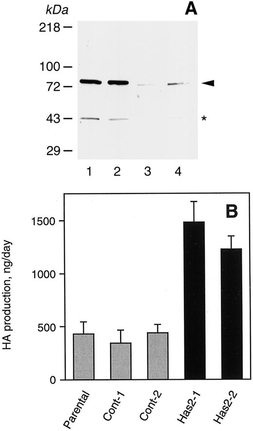 Fig. 1. Expression of Has2 and production of HA in HT1080 transfectants. A, expression of recombinant Has2 protein in transfectants. HT1080 cells were transfected with pHAStagC, and stable transfectants were established after selection with G418. Membrane (Lanes 1 and 2) and cytosolic (Lanes 3 and 4) fractions were prepared from transfectants and immunoblotted with antihemagglutinin monoclonal antibody 12CA5 as described previously 24. Two transfected lines, Has2-1 (Lanes 1 and 3) and Has2-2 (Lanes 2 and 4), are shown. Arrowheads, Has2. Weak bands around Mr 43,000 (*) are nonspecific bands reacting with secondary antibodies. B, overproduction of HA in Has2 transfectants. Cells were cultured in 35-mm wells, and total amounts of hyaluronan secreted into culture supernatants during a 24-h period were quantitated as described in “Materials and Methods.” Columns, means of triplicate determinations; bars, SD.